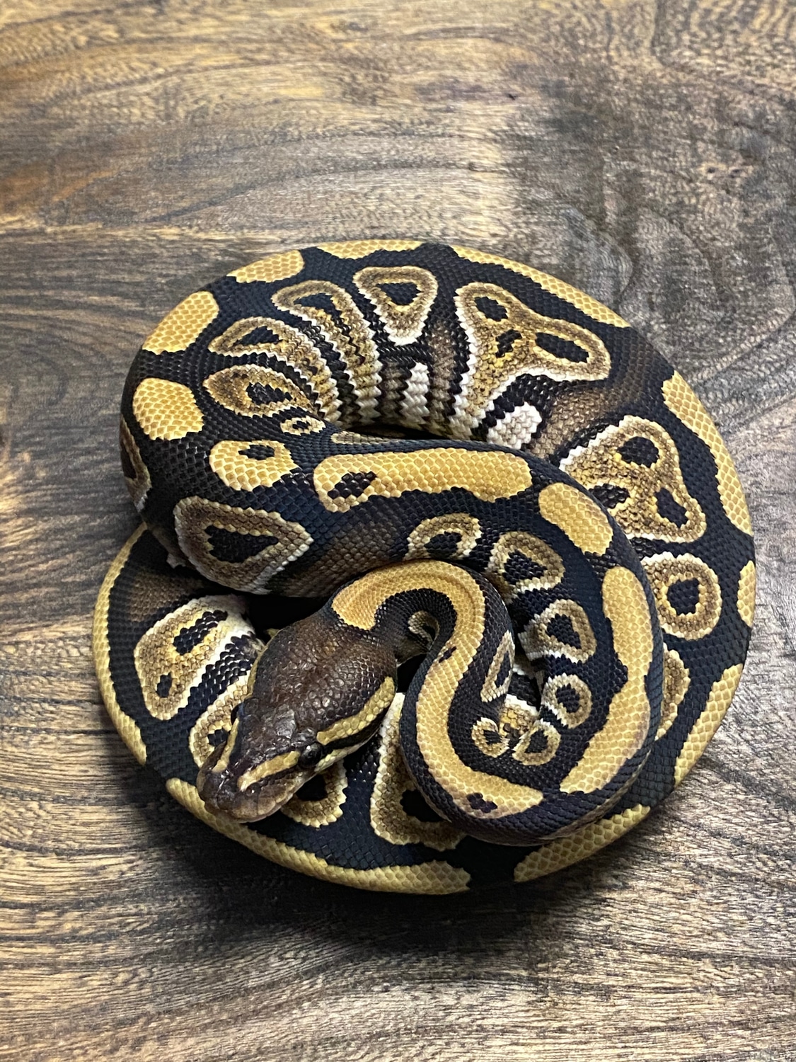 Mystic Ball Python by Cellar Snakes - MorphMarket