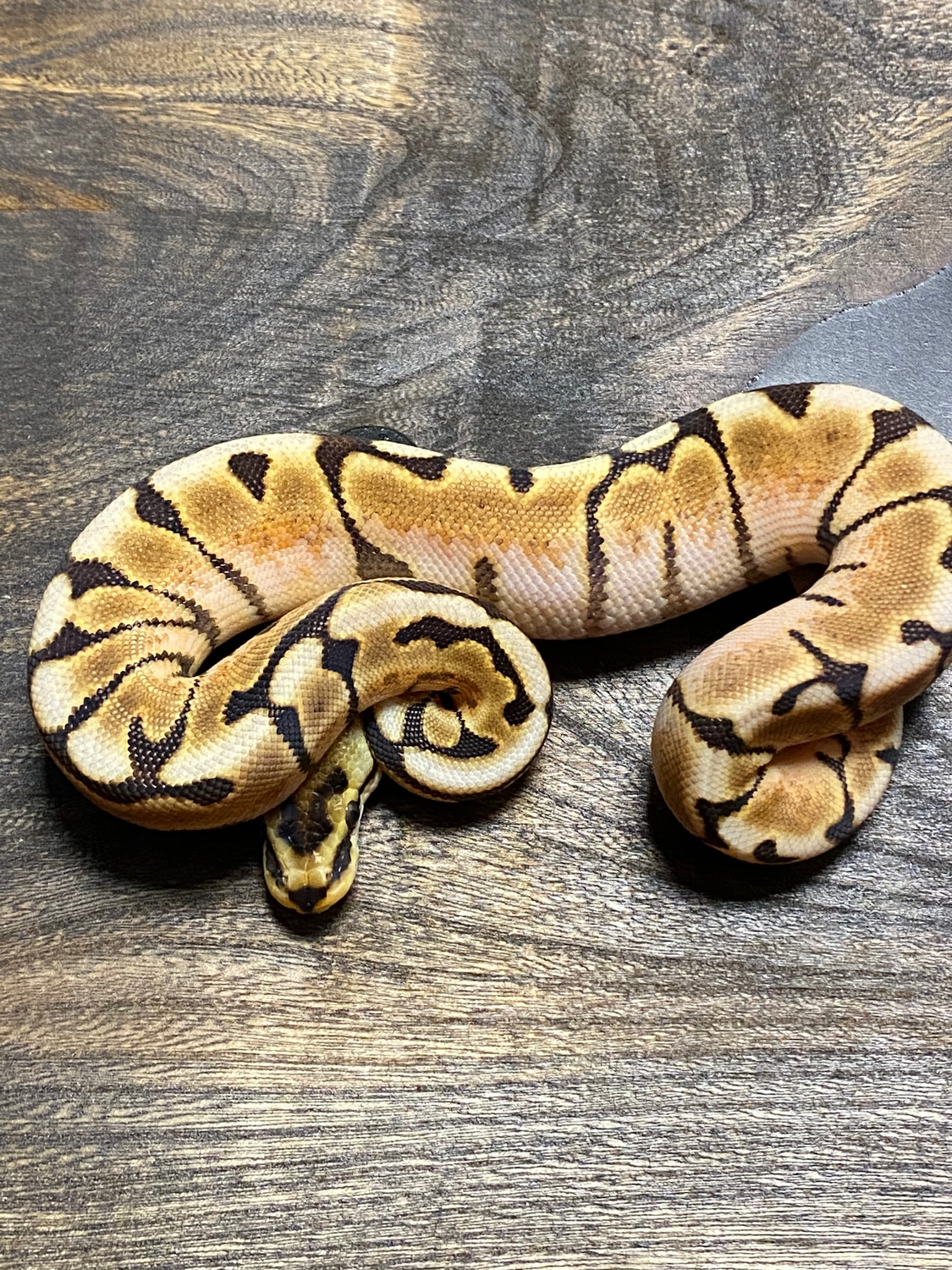 Enchi Spider Cinnamon Ball Python by Cellar Snakes - MorphMarket