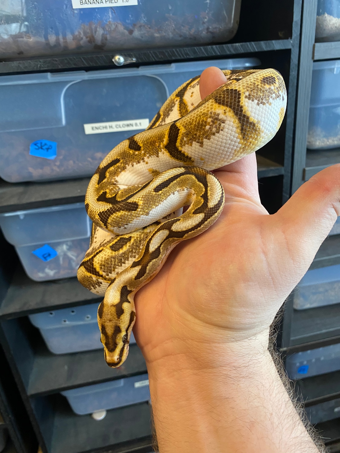 Enchi Calico Spider (Poss Cinn). Ball Python by Cellar Snakes - MorphMarket