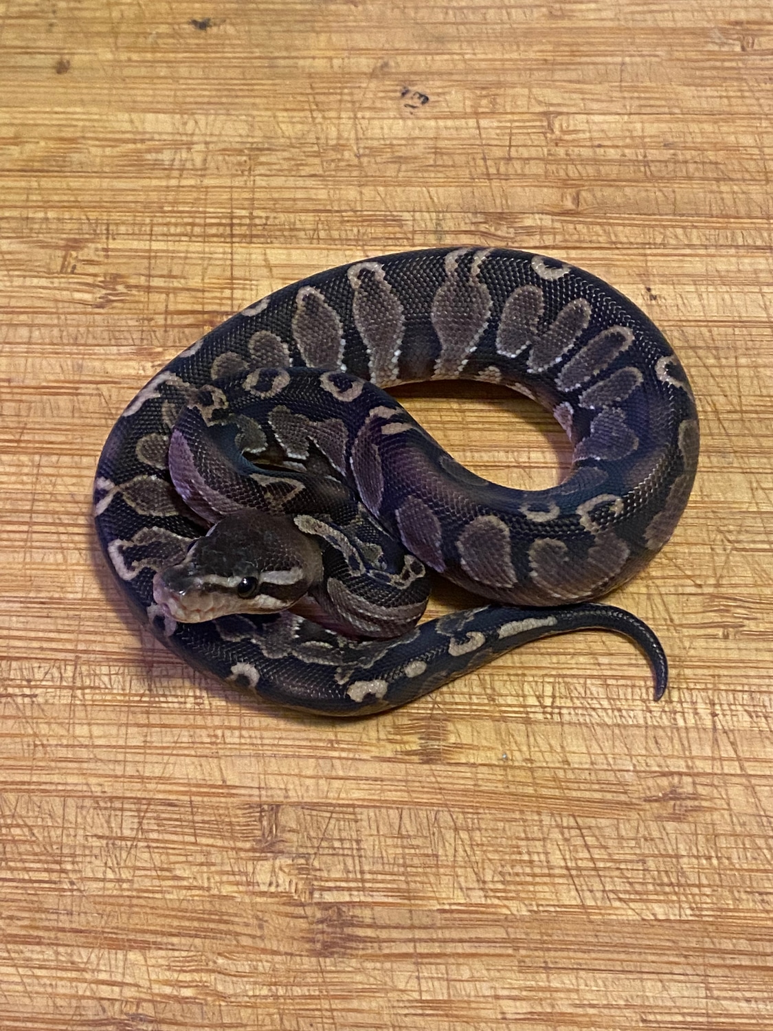 GHI Black Pastel Ball Python by Cellar Snakes - MorphMarket