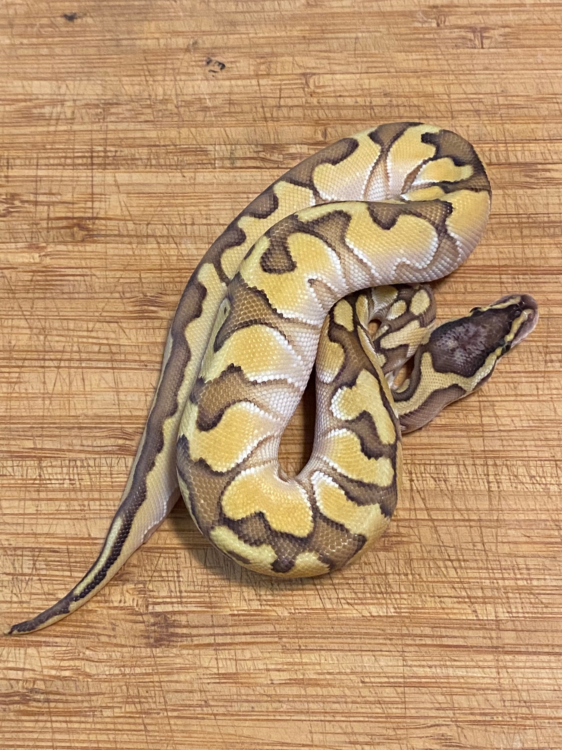 Enchi Pastel Calico Lesser Ball Python by Cellar Snakes - MorphMarket