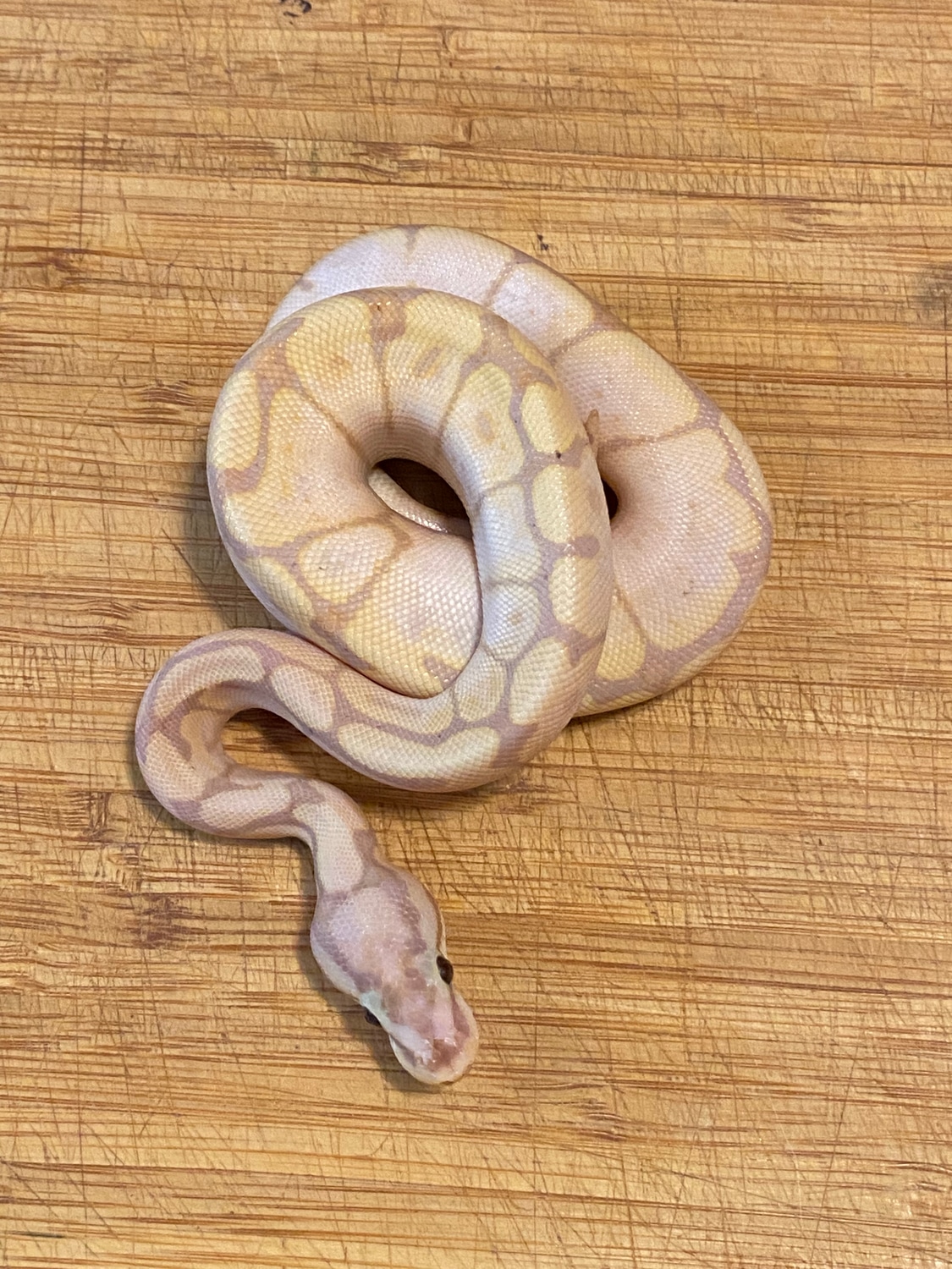 Banana Pastel Spider Het Pied Ball Python by Cellar Snakes - MorphMarket