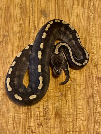 2022 GHI Mojave Female Ball Python by Cellar Snakes