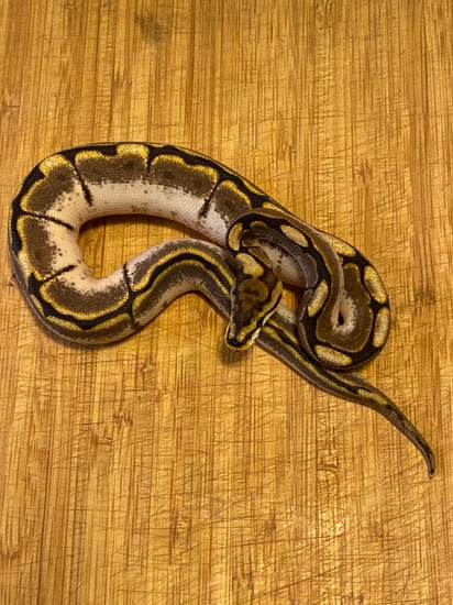 Calico Spider Ball Python by Cellar Snakes