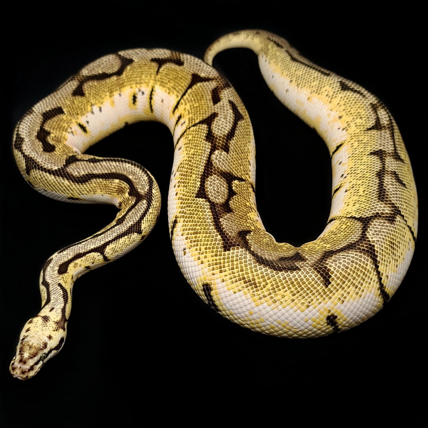 Calibee Ball Python by Oodles A' Noodles - MorphMarket