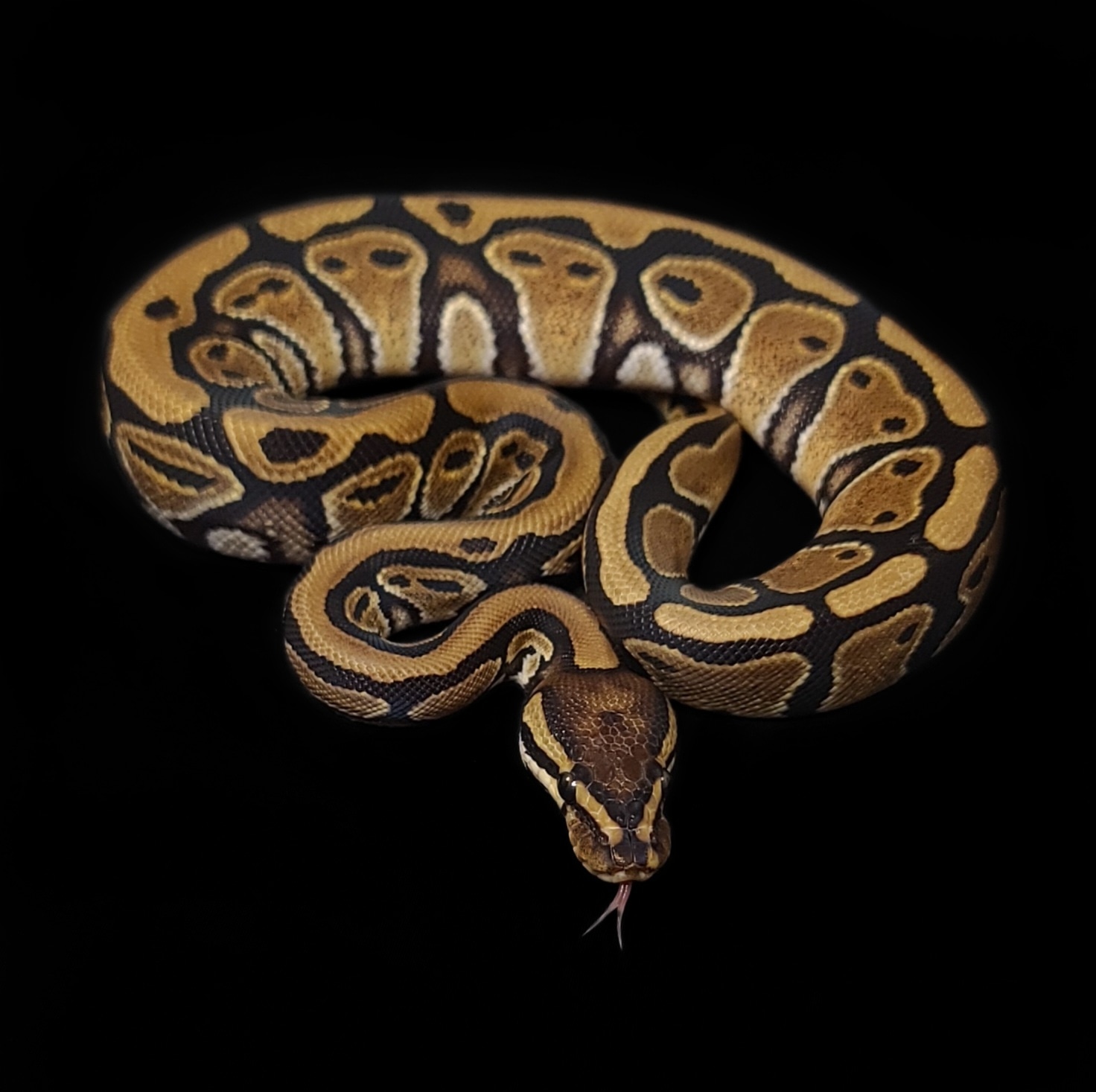 Harlequin Specter Ball Python by Oodles A' Noodles - MorphMarket