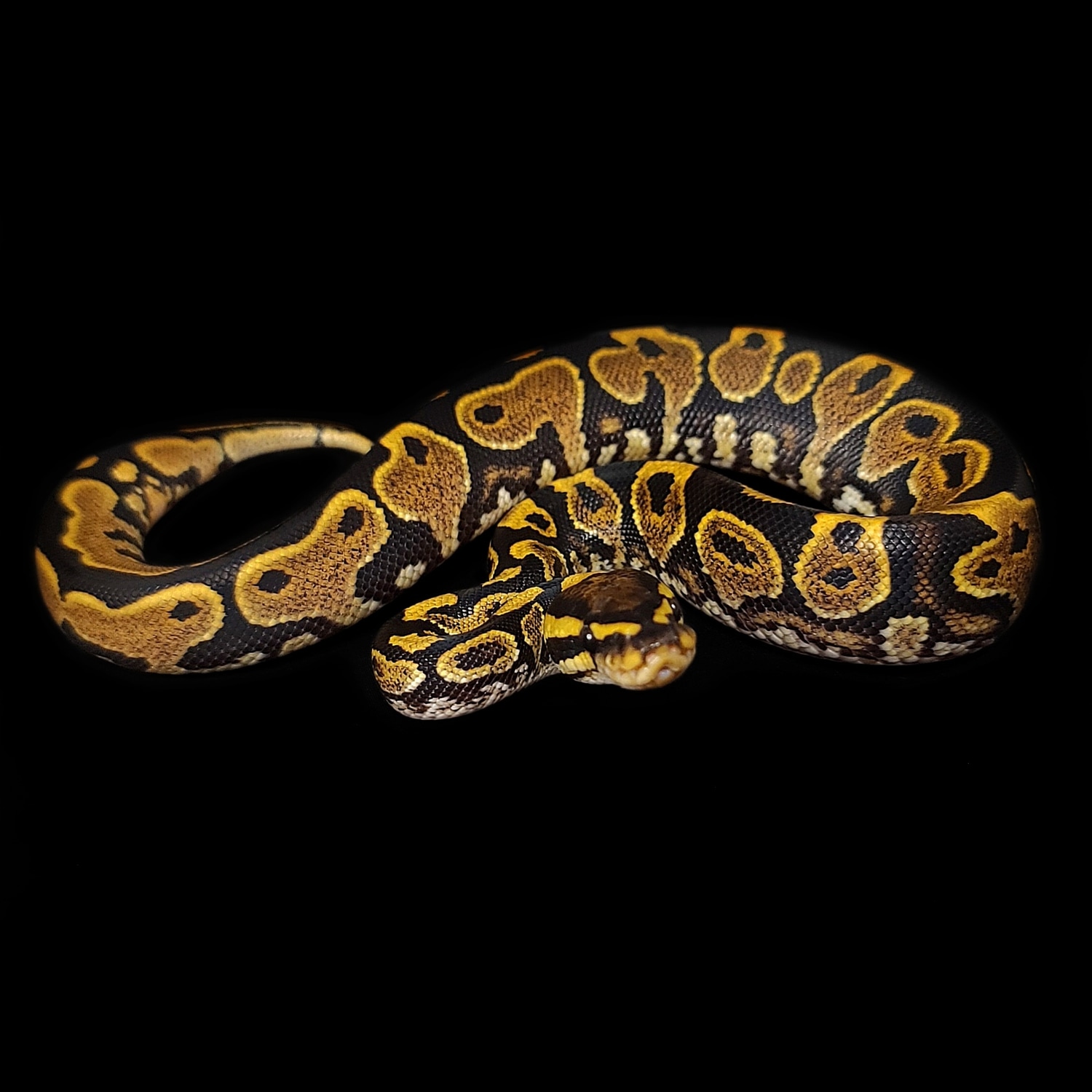 Yellowbelly Lace Ball Python by Oodles A' Noodles - MorphMarket