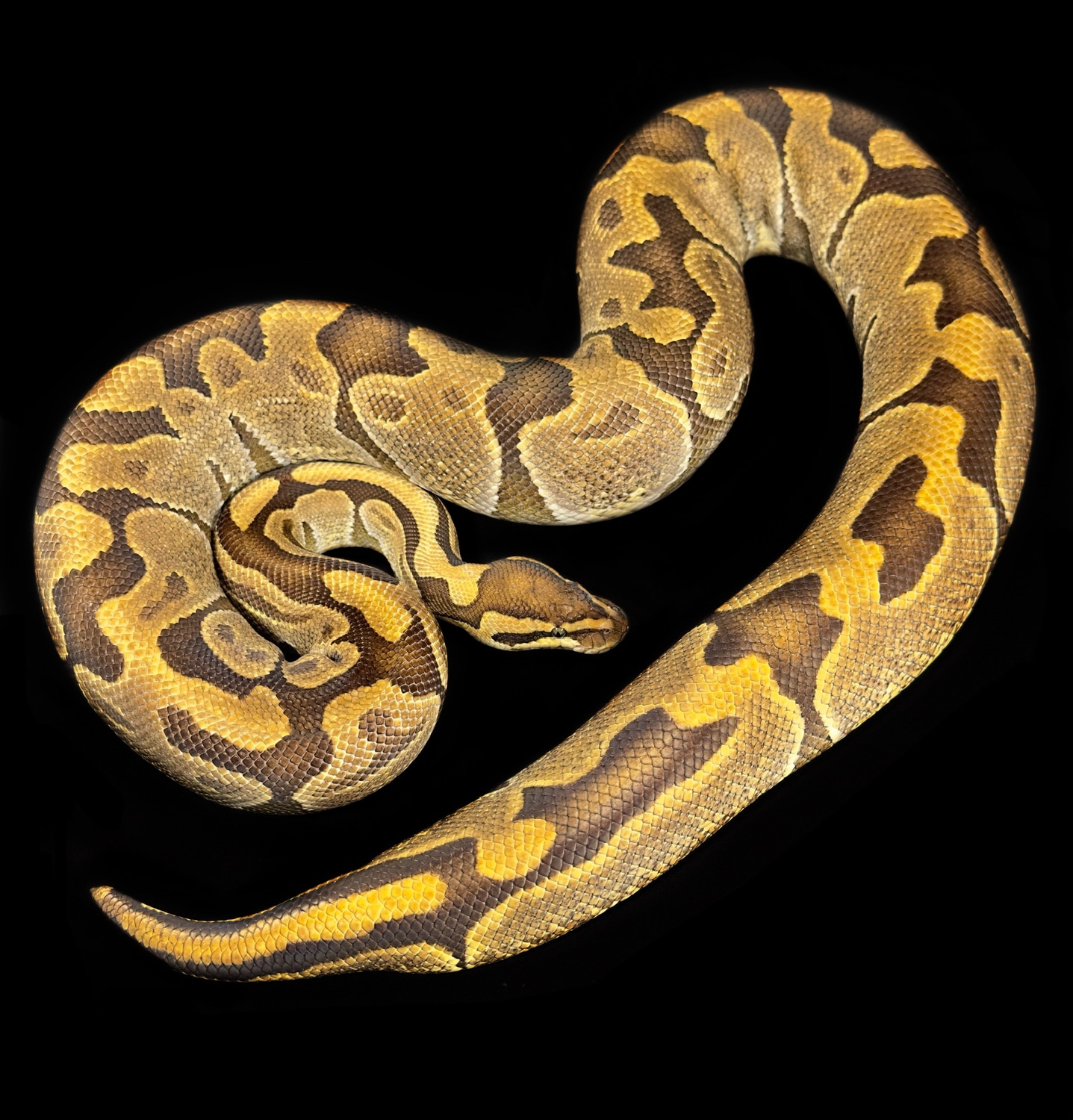 Proven Female Enchi Ball Python by Oodles A' Noodles - MorphMarket