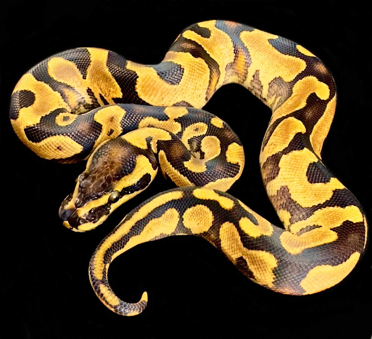 Enchi YB Het Pied Pos Het G Stripe. Ball Python by Oodles A' Noodles ...