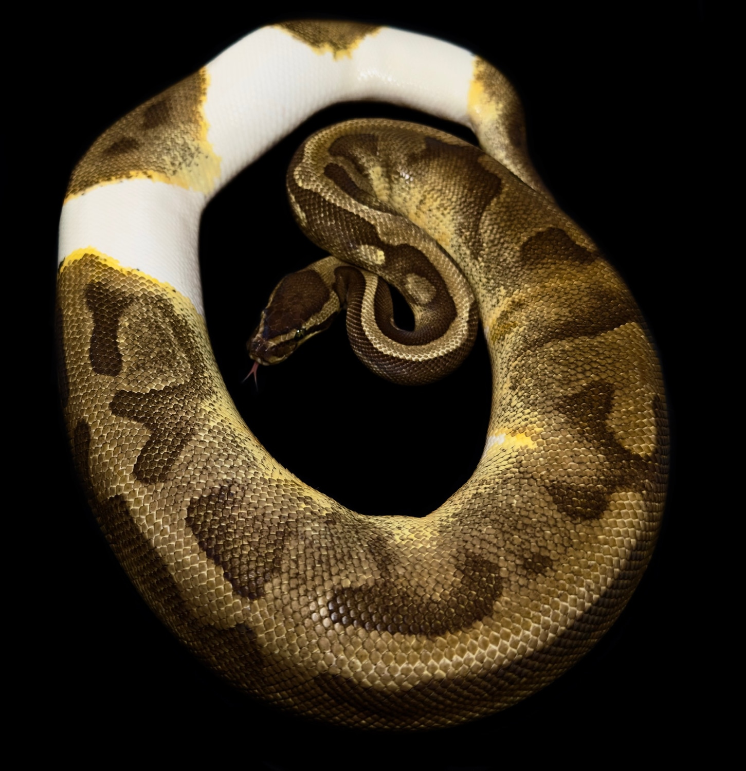 Enchi Pied Ball Python by Oodles A' Noodles - MorphMarket
