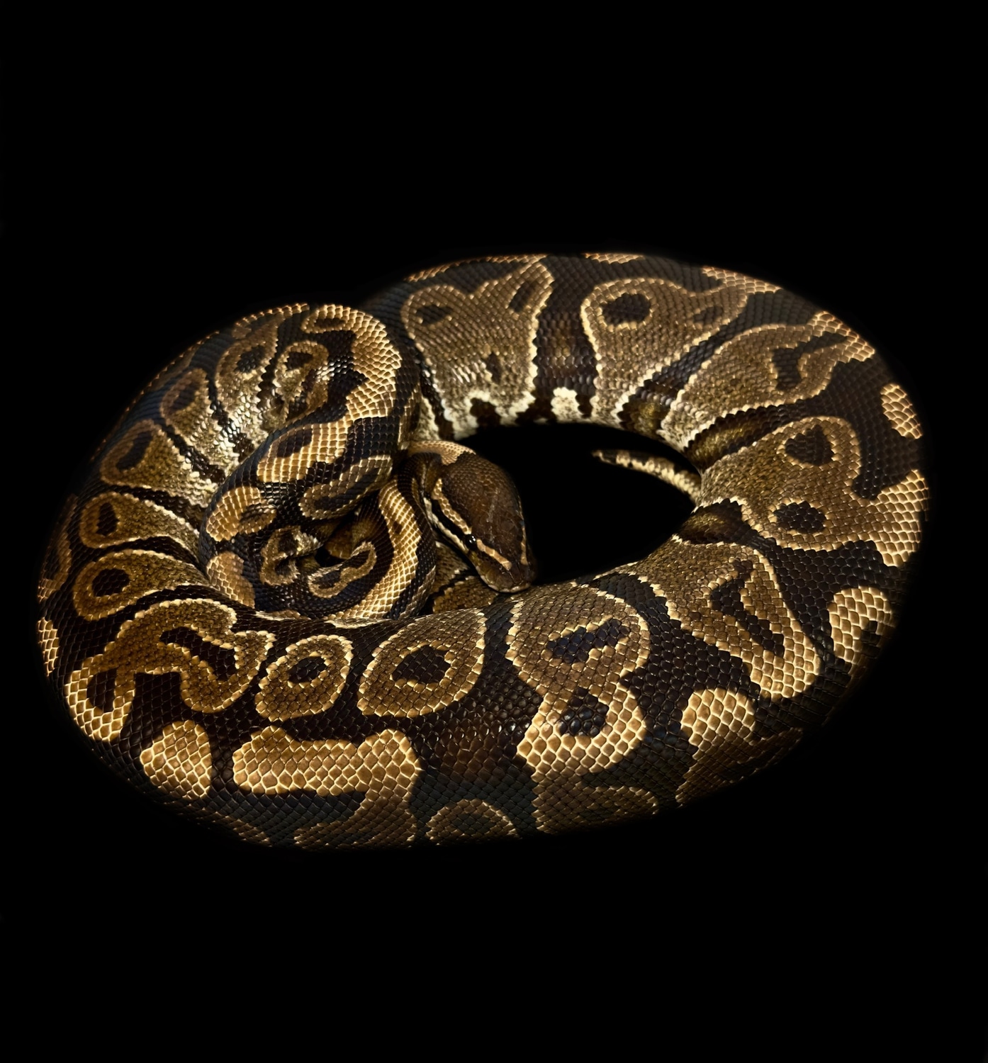 Proven Normal Female Ball Python by Oodles A' Noodles - MorphMarket