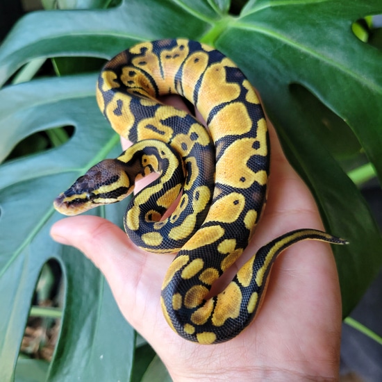Pastel Monarch Ball Python Pastel 66% Dbl Het DG Monarch Ball Python by Oodles A' Noodles