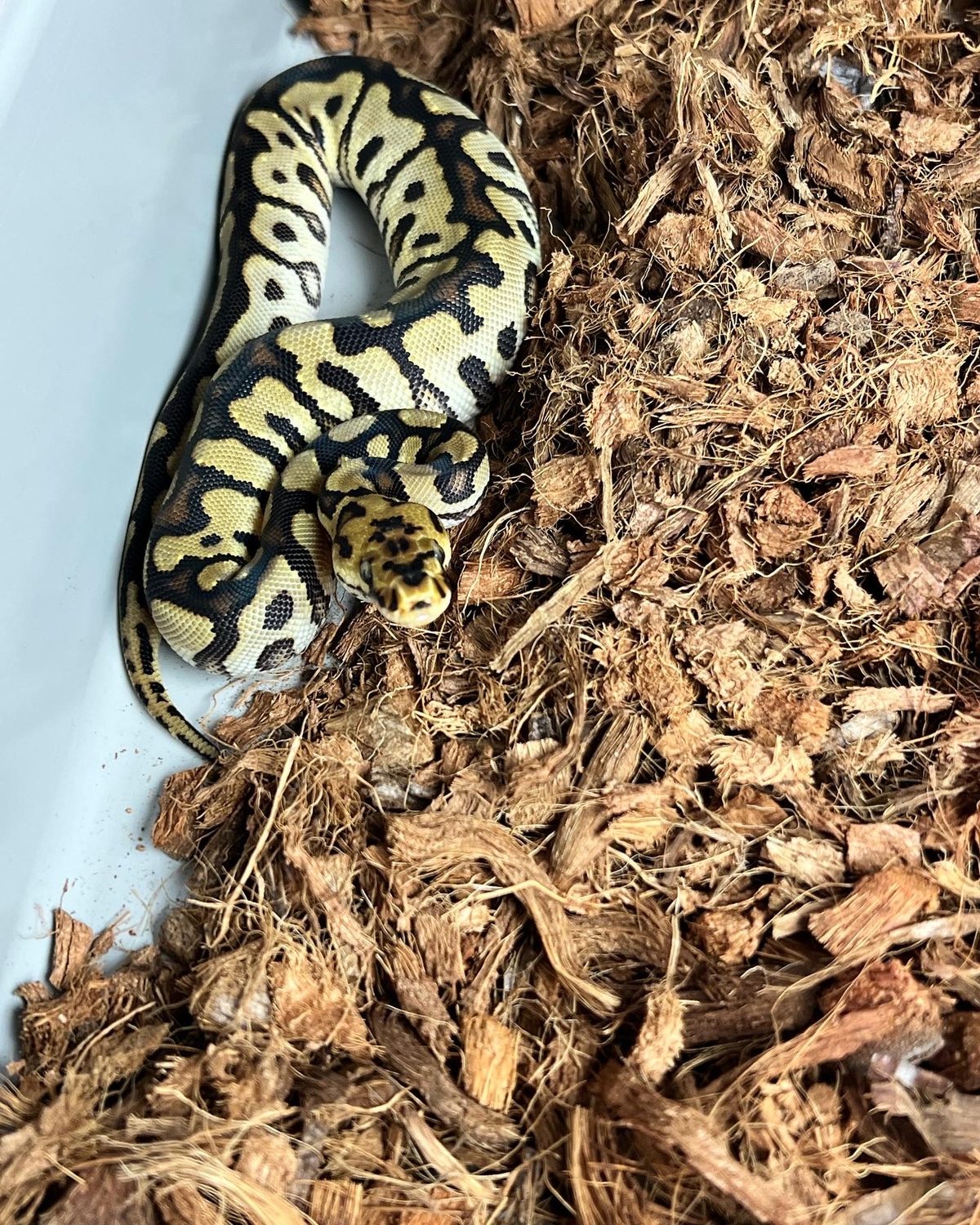 Spotnose Fire Clown Ball Python by Southern Ball Pythons - MorphMarket