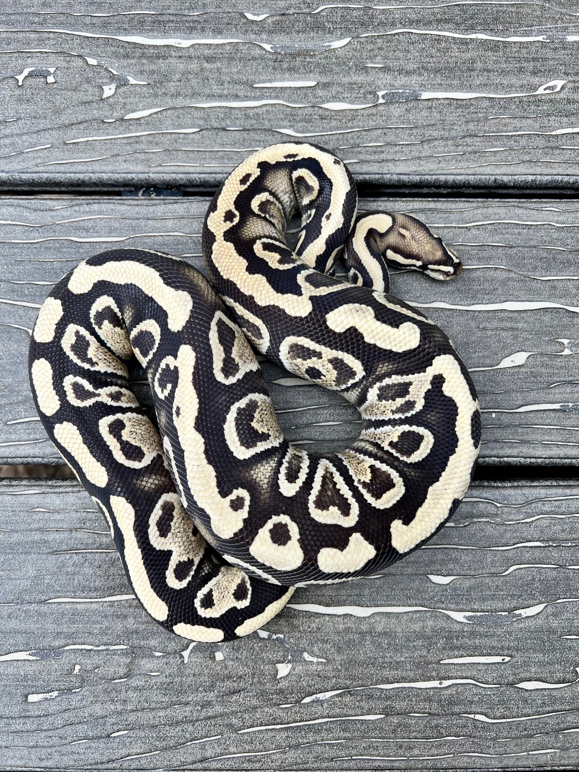 Fire Lace Het Clown Ball Python by Southern Ball Pythons - MorphMarket