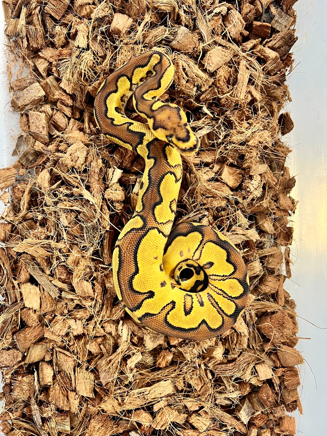 Enchi Redstripe YB Clown Ball Python by Southern Ball Pythons - MorphMarket
