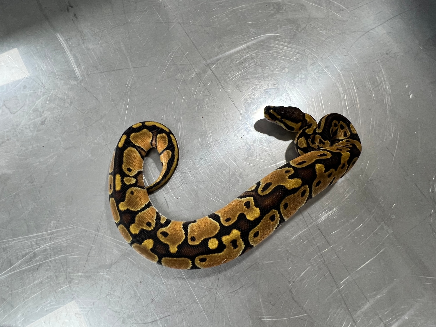 Redstripe Yb Het Clown Female Ball Python by Southern Ball Pythons ...