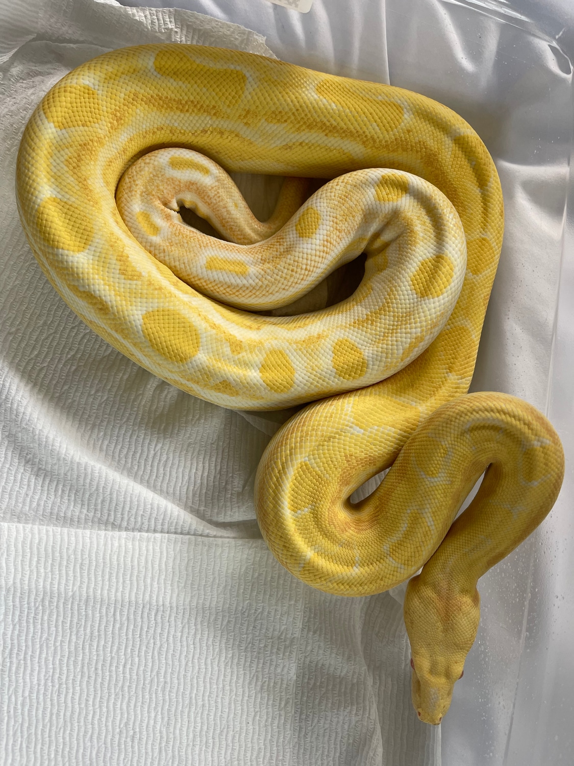 Albino (Sharp) Motley Boa Boa Constrictor by B’s exotics MorphMarket