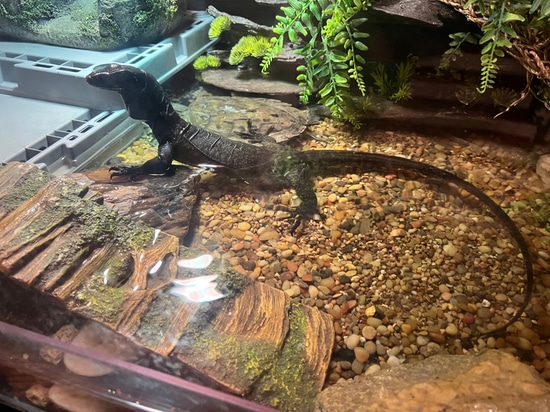 Black Dragon Baby Water Monitor by Brando’s Geckos
