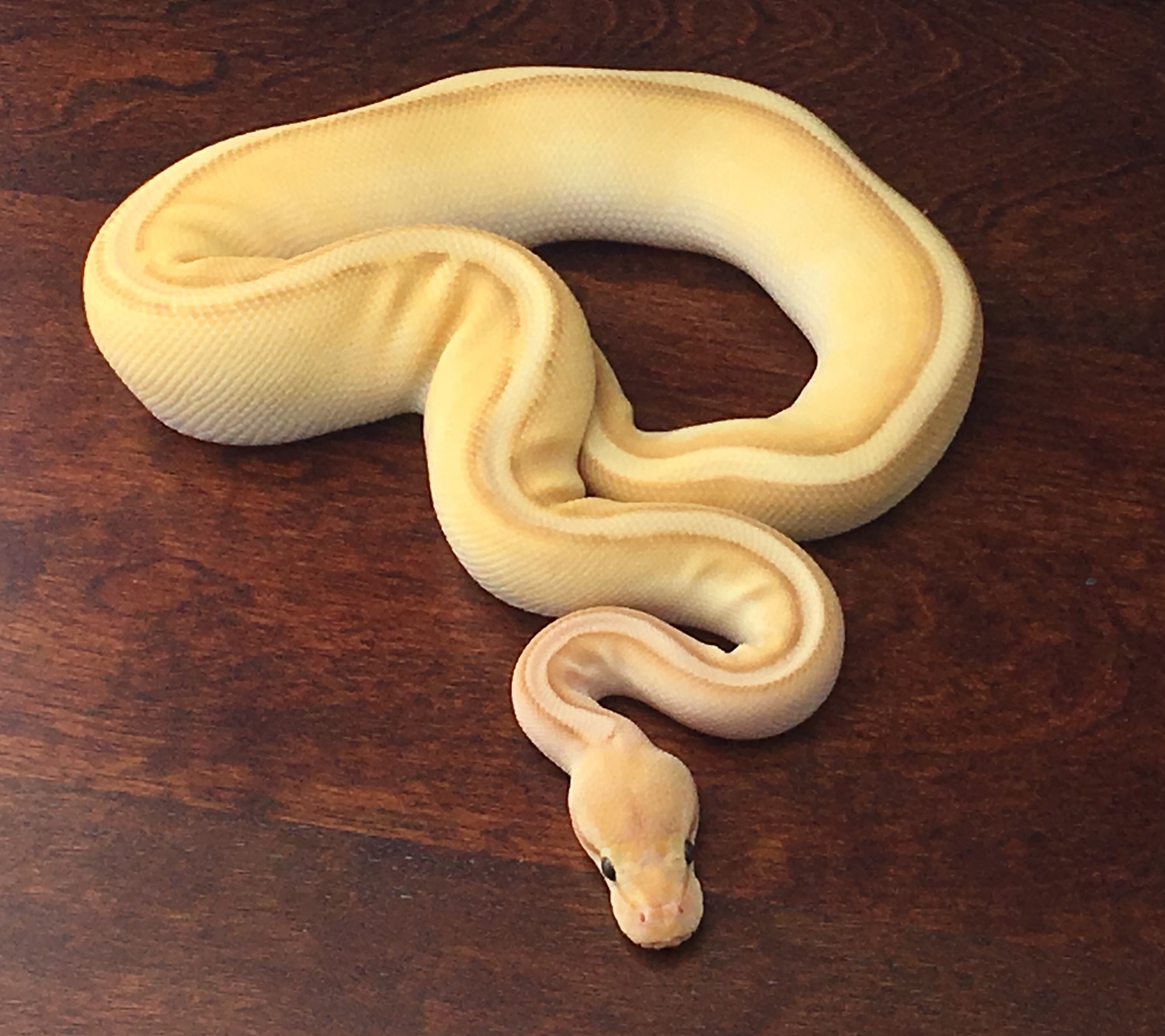 Banana Lesser G Stripe Ball Python by Bravo Zulu Ball Pythons - MorphMarket