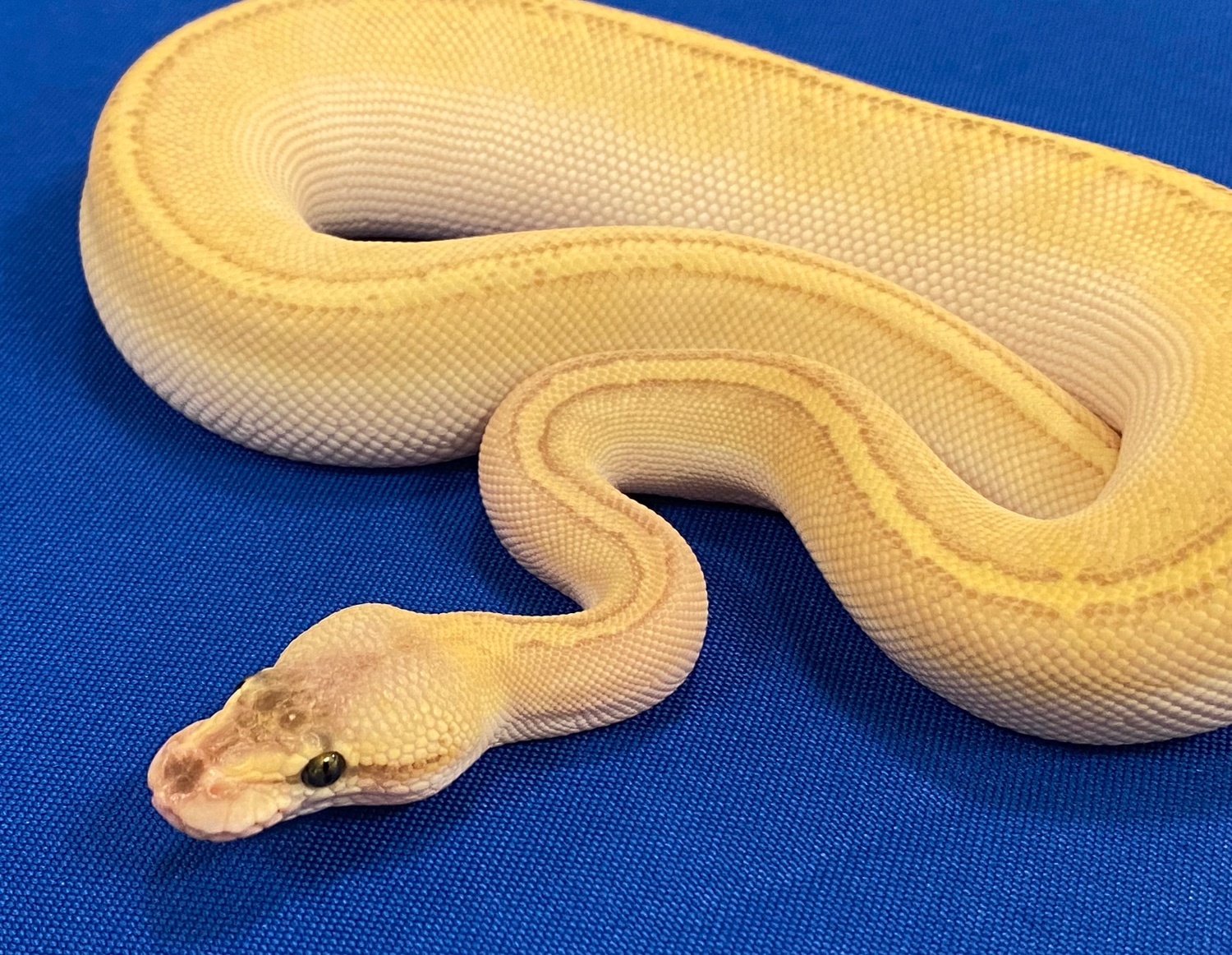 Pastel Bongo Kingpin Ball Python by Bravo Zulu Ball Pythons MorphMarket