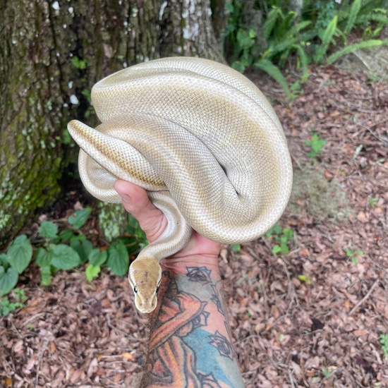 Lithium Genetic Stripe Het Orange Ghost Ball Python by HeathenHatchery