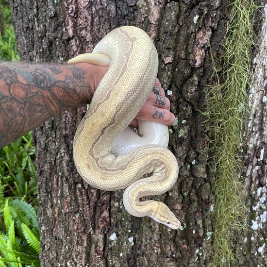 Enchi Fire Pinstripe Lesser Ball Python by HeathenHatchery