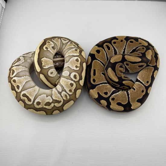2 Female Het KiKi 1 Butter 1 Normal Ball Python by HeathenHatchery
