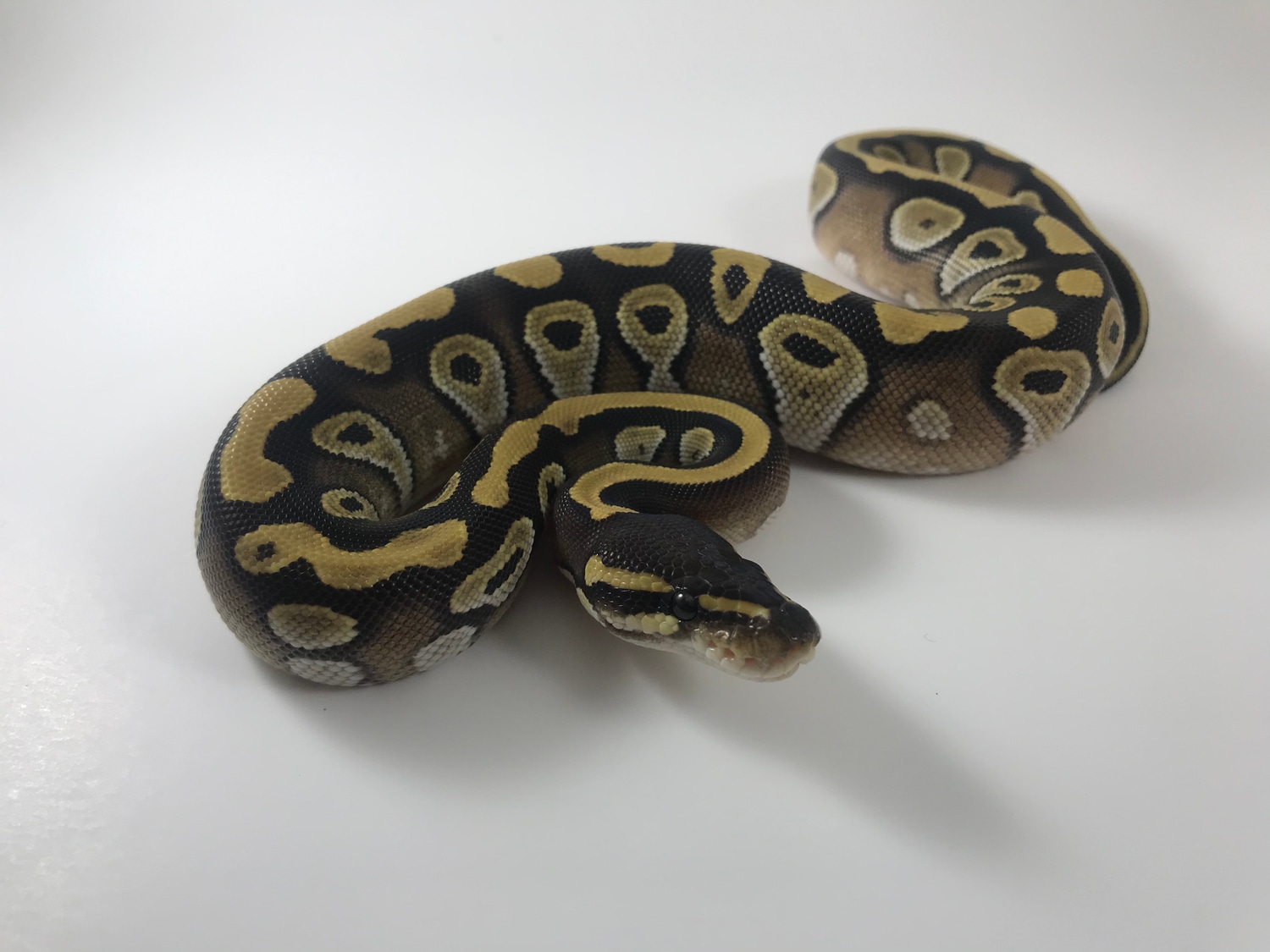 Mojave Ball Python by Royal Reptile Exotics - MorphMarket