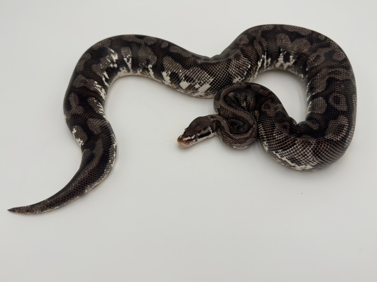 Firefly Yellowbelly VPI Axanthic Ball Python by Royal Reptile Exotics ...