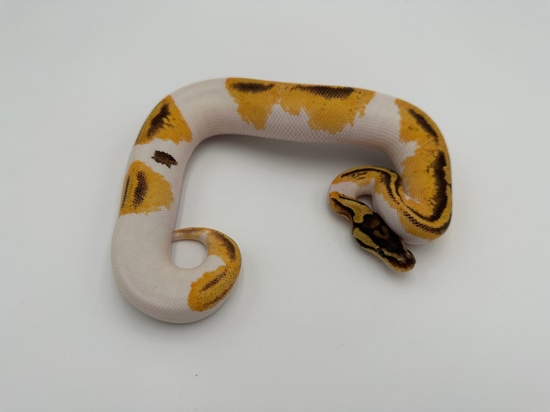 YB Pied Ball Python by Royal Reptile Exotics