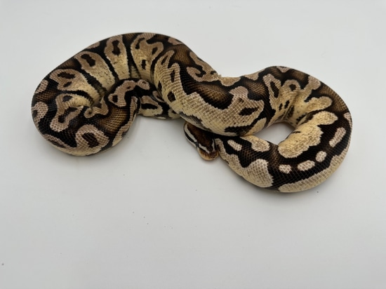 Firefly VPI Axanthic Ball Python by Royal Reptile Exotics