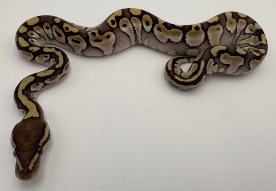Lesser Het VPI Axanthic Ball Python by Royal Reptile Exotics