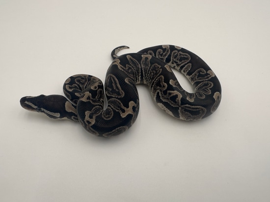 GHI VPI Axanthic Ball Python by Royal Reptile Exotics