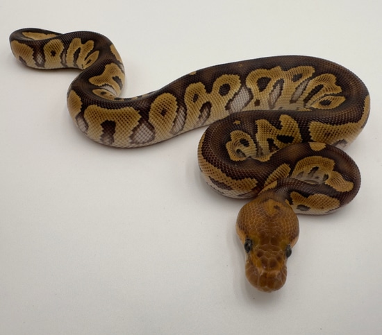 Mojave Clown Ball Python by Royal Reptile Exotics