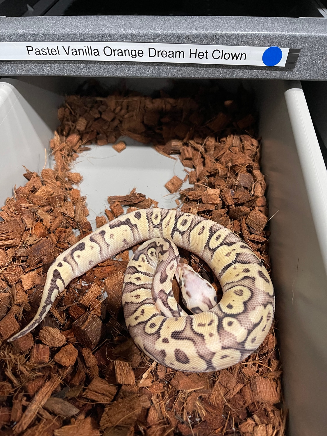 Pastel Vanilla Orange Dream Het Clown Ball Python by Brazos Valley ...