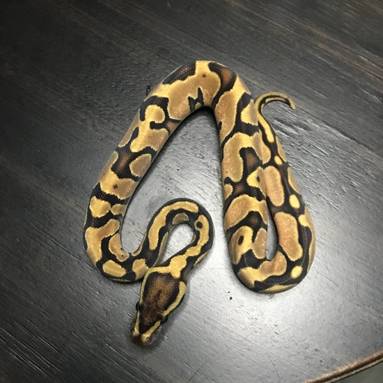 Calico Enchi Ball Python by Texas Belle Exotics