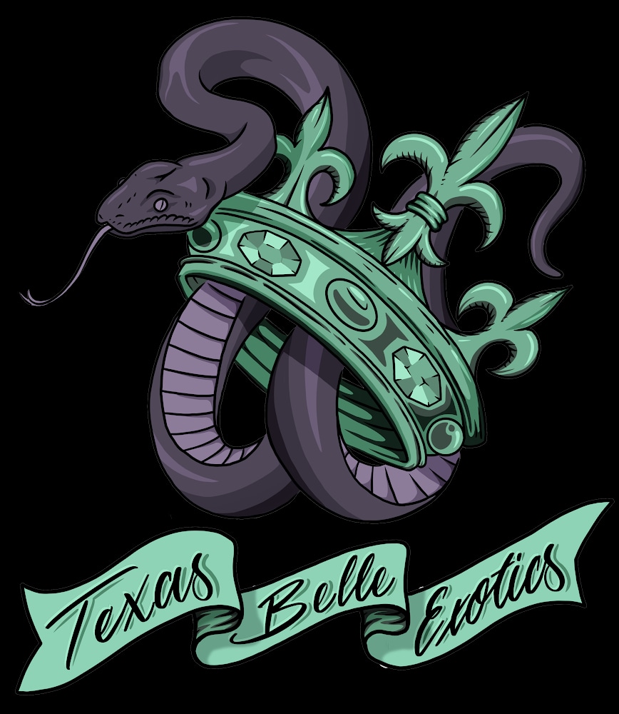 Ball python clutch 2402 by texas belle exotics morphmarket