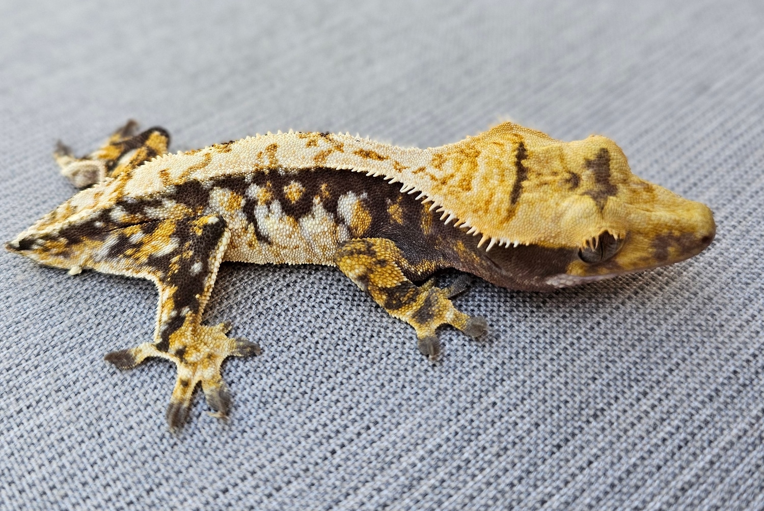 Tricolor Male Crested Gecko By Breathe Geckos MorphMarket Tricolor Male Crested Gecko By Breathe Geckos MorphMarket