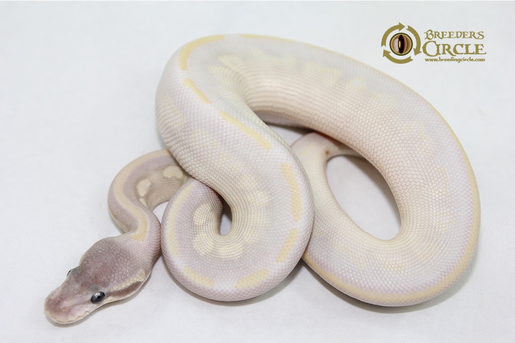 Opal Diamond F1 Ball Python by Breeder's Circle - MorphMarket