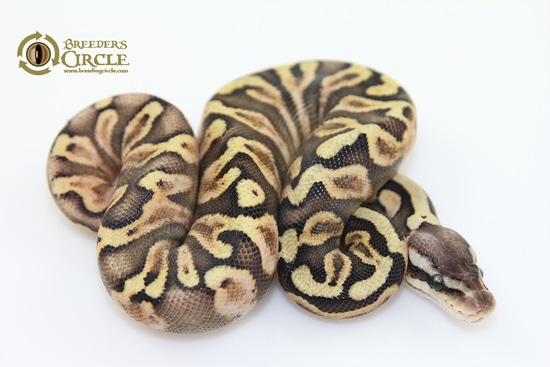 Pastel Ghi Sugar F16413 Ball Python by Breeder's Circle
