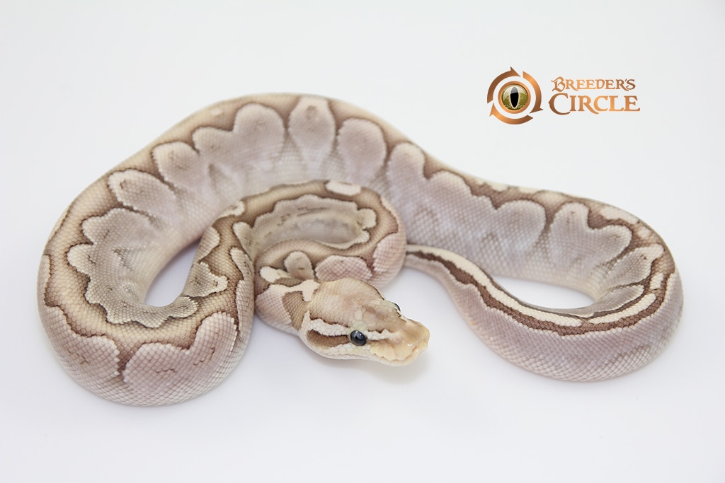 Bamboo Pewter F18533 Ball Python by Breeder's Circle - MorphMarket