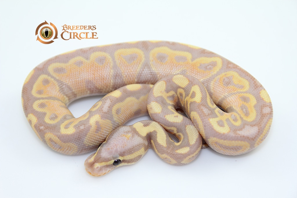 Banana Het Red Axanthic M18489 Ball Python by Breeder's Circle MorphMarket