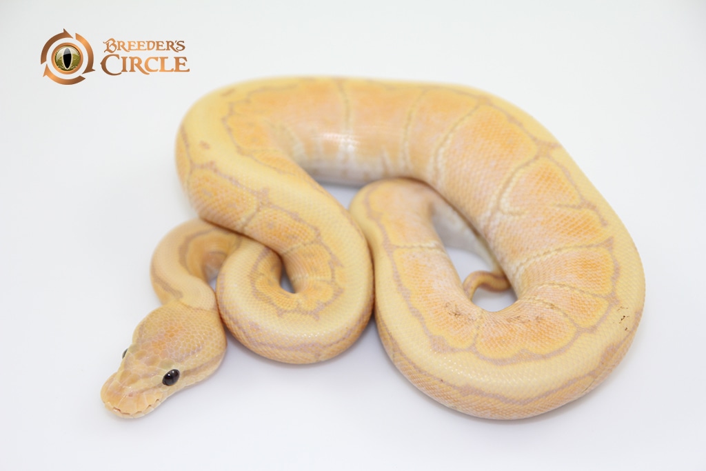Banana Lemon Blast MEB60201 Ball Python by Breeder's Circle MorphMarket