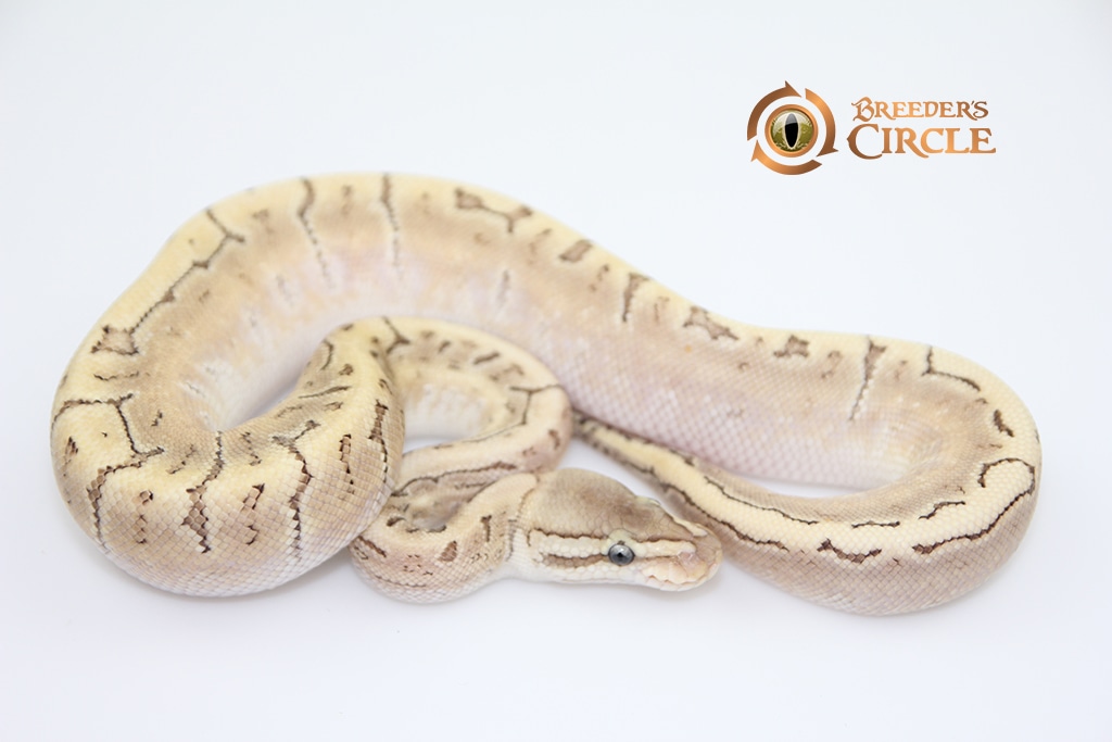 Bamboo Pinstripe Yellowbelly M20409 Ball Python by Breeder's Circle ...