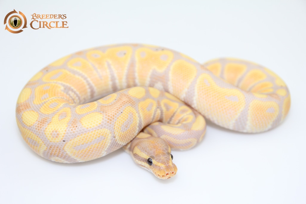 Banana M20447 Ball Python by Breeder's Circle - MorphMarket