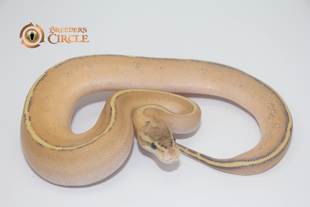 Puma Ball Python by Breeder's Circle - MorphMarket