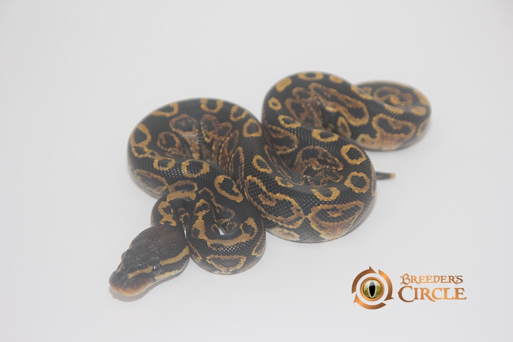 Blitz Ball Python by Breeder's Circle - MorphMarket
