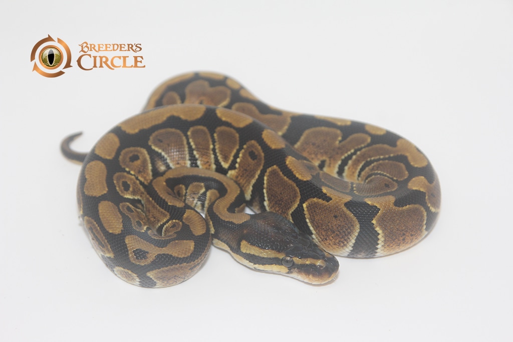 Normal Ball Python by Breeder's Circle - MorphMarket