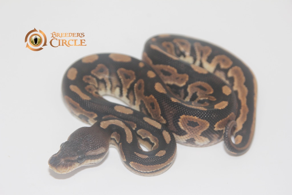 Cinnamon 100% Double Het Ultramel Pied Ball Python by Breeder's Circle ...