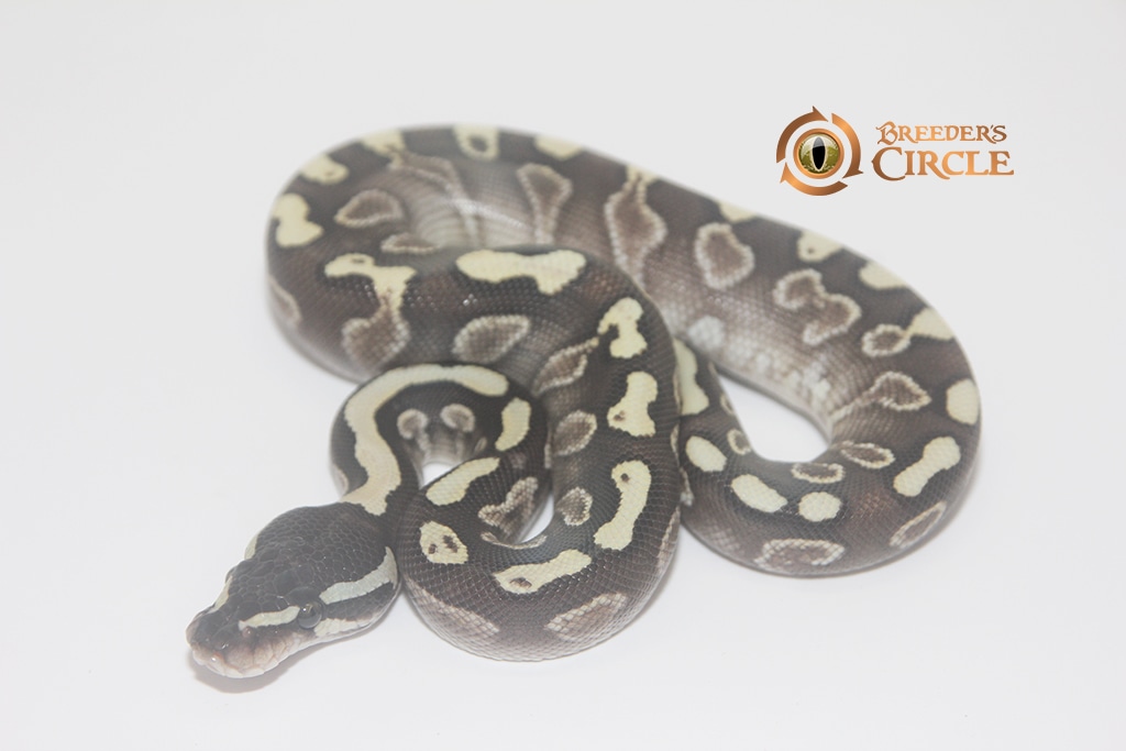 Ghi Lesser Ball Python by Breeder's Circle MorphMarket